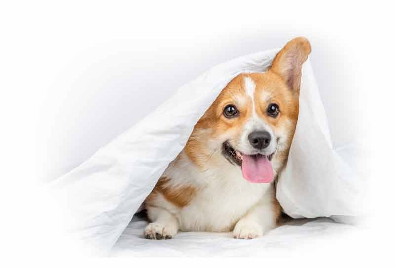 Unser Suchhund konnte die Seite leider nicht finden.
